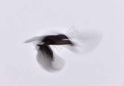 萨斯喀彻温省动物观鸟野生动物黑色脖子眼睛羽毛鸟类家庭蓝色图片