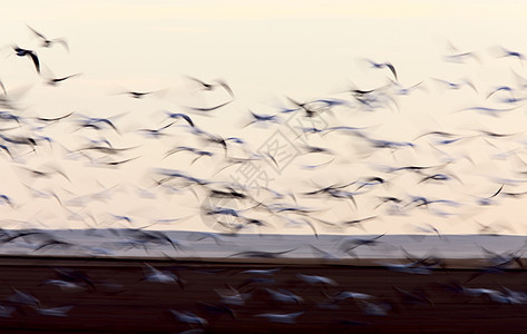模糊的图像 冰雪鹅绒团体航班鸭子白色动物蓝色翅膀天空荒野水禽图片