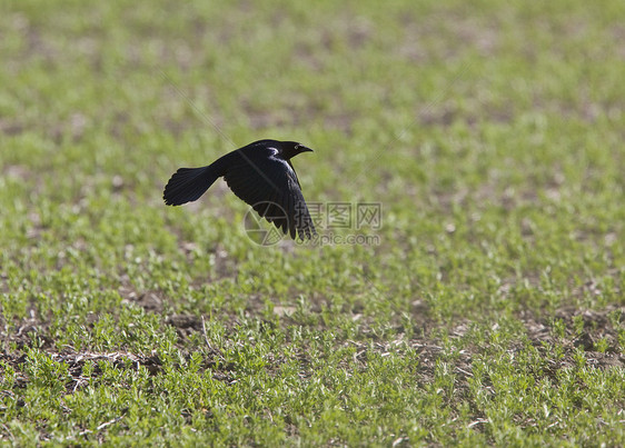 Grackle 黑鸟图片