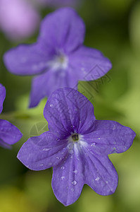 紫花花植物花园紫色宏观图片