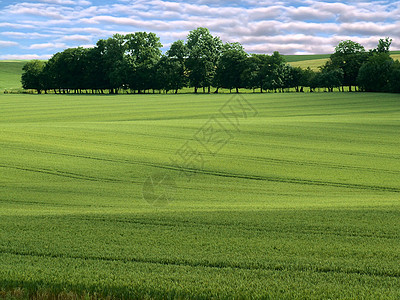 绿绿地绿色农业农场农村草地天空蓝色场地国家乡村图片