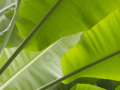 香蕉叶绿色叶子背景图片