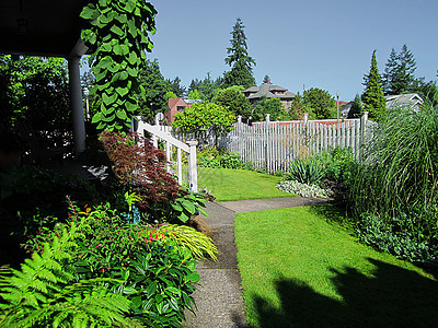 家庭园地设计草地树叶叶子绿化院子植物群园林绿色衬套植被图片