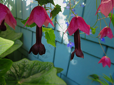 紫贝尔葡萄花图片
