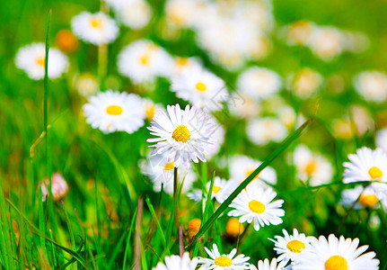 在一片草地里 有阳光和紧闭的乳房白色植物洋甘菊花瓣黄色花园场地绿色甘菊雏菊图片
