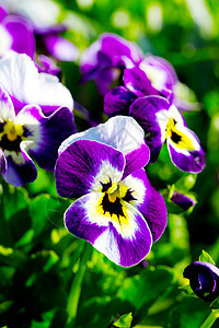 Violas 或 Pansies 在花园中特写紫色三色叶子公园宏观野花阳光花坛园艺植物群图片