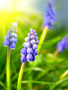 蓝铃花Hyacintth大猩猩 Muscari纤维树紫色灯泡植物场地生长蓝色花瓣宏观植物群公园图片
