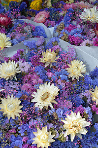 粉色和蓝色花花花束花瓣菊花植物群花朵图片