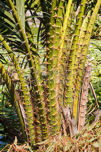 扎勒卡果树水果植物群棕榈美食异国食物种子饮食维生素热带图片