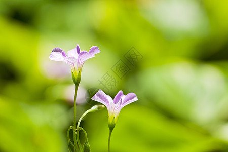 春天绿色绿色背景的粉红花植物群晴天明信片卡片紫色花瓣荒野宏观花园边界背景