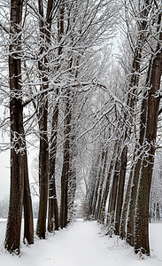 排成一线的雪树图片