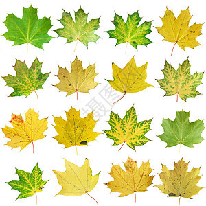 秋叶红色季节叶子静脉棕色橙子白色黄色艺术团体图片