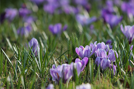 紫春草地生长紫色季节季节性植物红花花园绿色背景图片