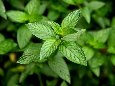 聚粉色绿色叶子胡椒绿色植物植物草本植物花园树叶薄荷植被图片