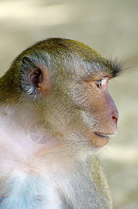 猴子猴丛林森林生物异国野生动物动物热带脊椎动物荒野灵长类图片