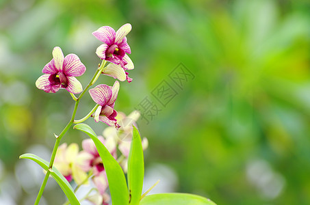 兰花异国植物群生长情调紫色花园热带宏观植物礼物背景图片