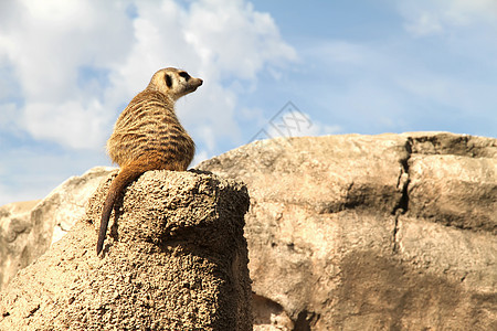 放松的米尔卡特Meerkat生态荒野警报哺乳动物生物天空眼睛鼻子动物园沙漠图片