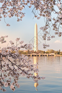 华盛顿华盛顿华盛顿名胜古迹 由樱花闪幕布置图片