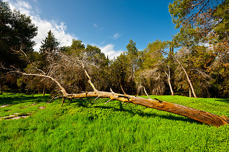 折断树天空森林日志石头木材蓝色记录器材料阴影生态图片