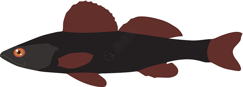 矢量生活漂浮食物荒野野生动物条纹游泳插图黑色网络图片