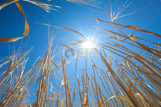 以小麦和太阳盟誓场地谷物耳朵农村生产草地尖刺生长天空蓝色图片