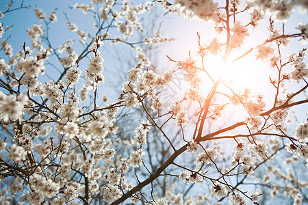 春季天空的背景晴天花园叶子太阳生长蓝色花朵季节植物学生活图片