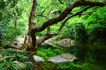 丛林中的树木和林里的水公园溪流石头墙纸岩石天堂活力阳光环境热带图片