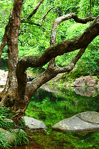 丛林中的树木和林里的水热带风景活力溪流阳光森林天堂石头岩石野生动物图片