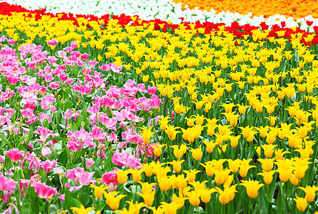 带有郁金香的花朵字段院子花园晴天花瓣雏菊牧场国家温暖农场生态图片