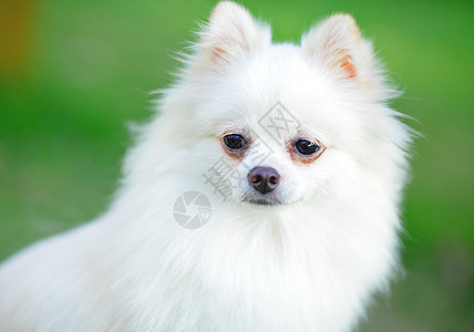 罗马犬季节眼睛微笑动物小狗幸福草地快乐朋友宠物图片