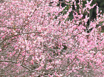 梅花花李子乡村季节粉色园艺花瓣花朵植物植物群美丽图片