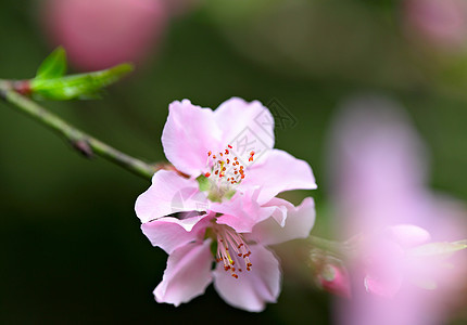 粉红鲜花开花图片