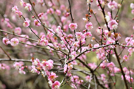 梅花花乡村园艺植物衬套花期粉色花瓣季节植物群李子图片