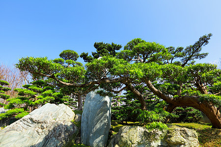 中国菜园花园照片反射植物学冥想园艺植物园林绿色植物公园图片