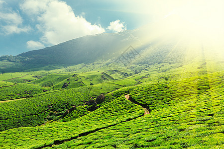 茶叶种植园植物树叶天空爬坡山脉场地叶子场景农场农田图片