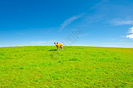 孤独的奶牛农田奶制品哺乳动物村庄土地高山农村地平线农场干草图片