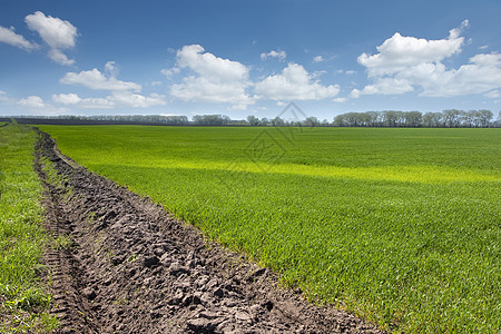 青小麦和蓝天空绿绿田图片