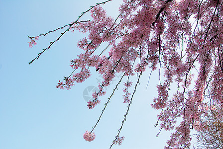 樱花花树天空花园蓝色白色季节性公园植物粉色图片