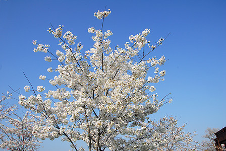 樱花花树粉色白色季节性花园植物公园蓝色天空图片