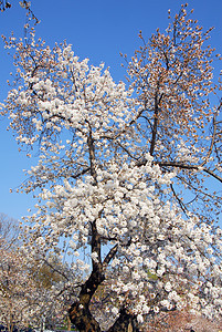 樱花花树花园天空季节性蓝色粉色公园白色植物图片