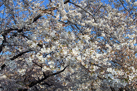 樱花花树植物花园季节性粉色天空蓝色公园白色图片