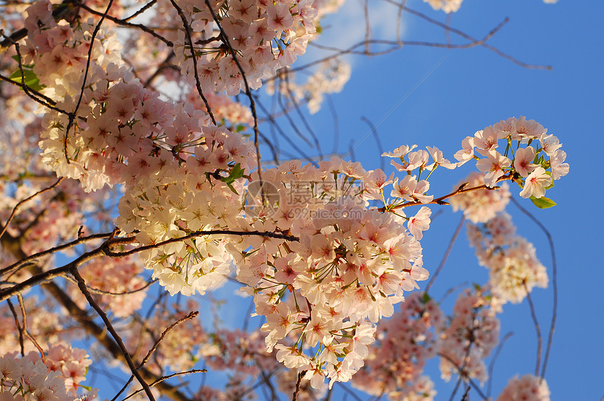 樱花花树季节性花园天空植物白色公园粉色蓝色图片