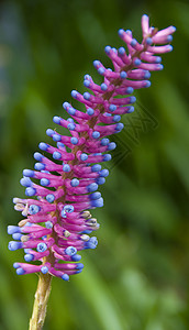 粉红色蓝Aechmea 天灾百花花图片