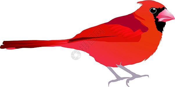 美丽的红鸟 矢量EPS10图片