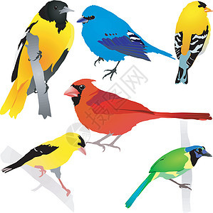 鸟类收集 矢量 EPS10图片