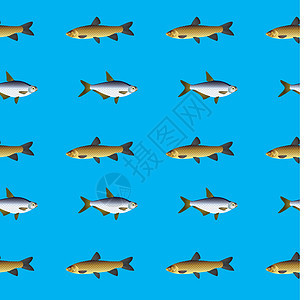 鱼的无缝纹理背景图片