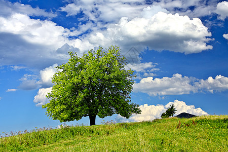 字段上的树场地橡木蓝色国家远景季节牧场生态地平线植物图片