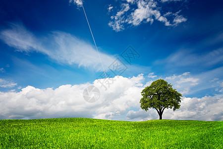 绿草地上的树叶子蓝色草地场景季节美丽农场太阳阳光天空图片