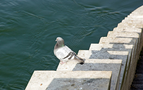 在塞纳河两岸的鸽子上图片