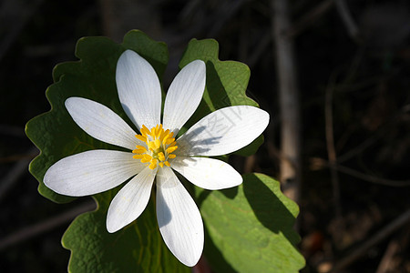 血根花叶子颜料花序沼泽地根茎尖刺无毛分支树液橙子图片